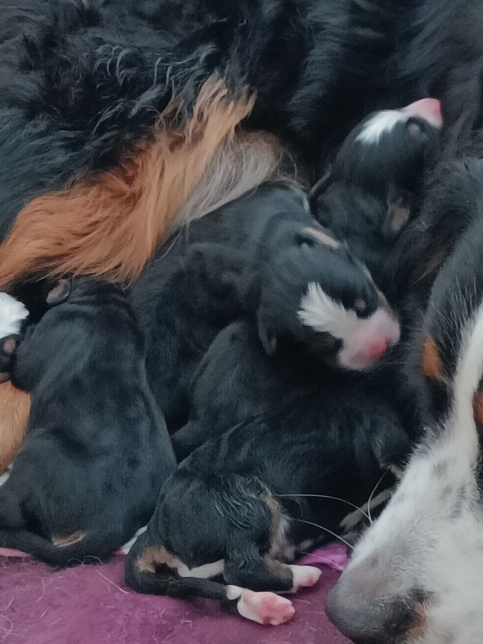 Dog 10