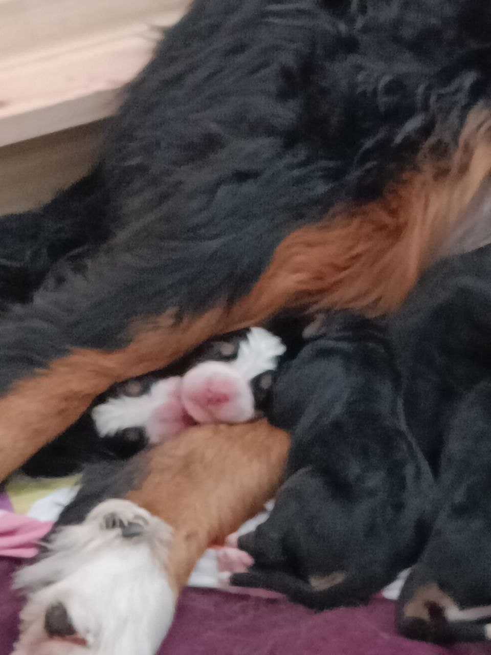 Dog 11