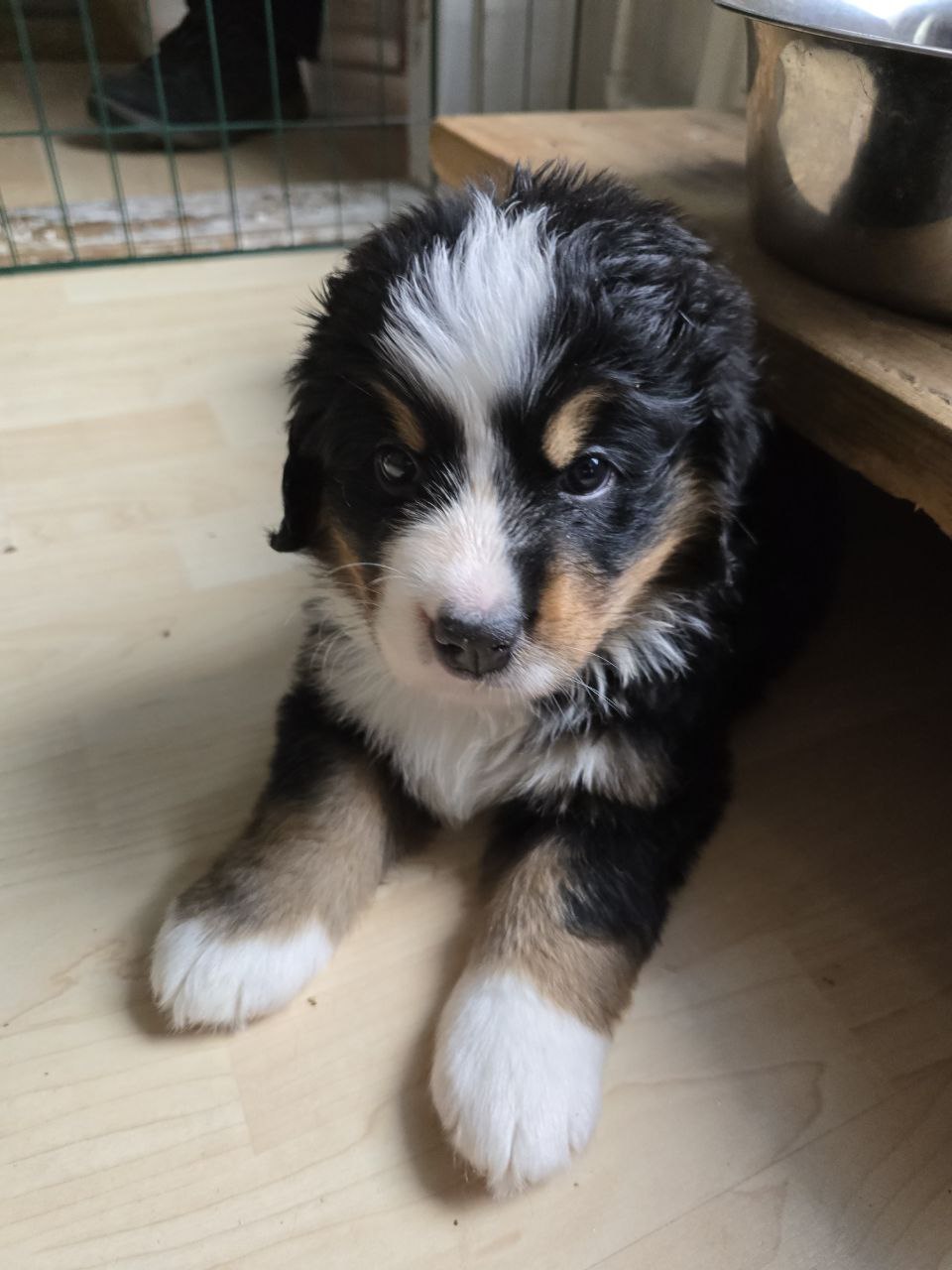 Dog 12