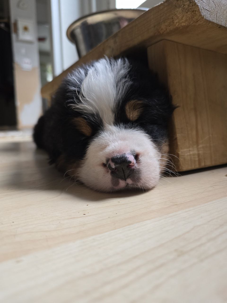 Dog 13