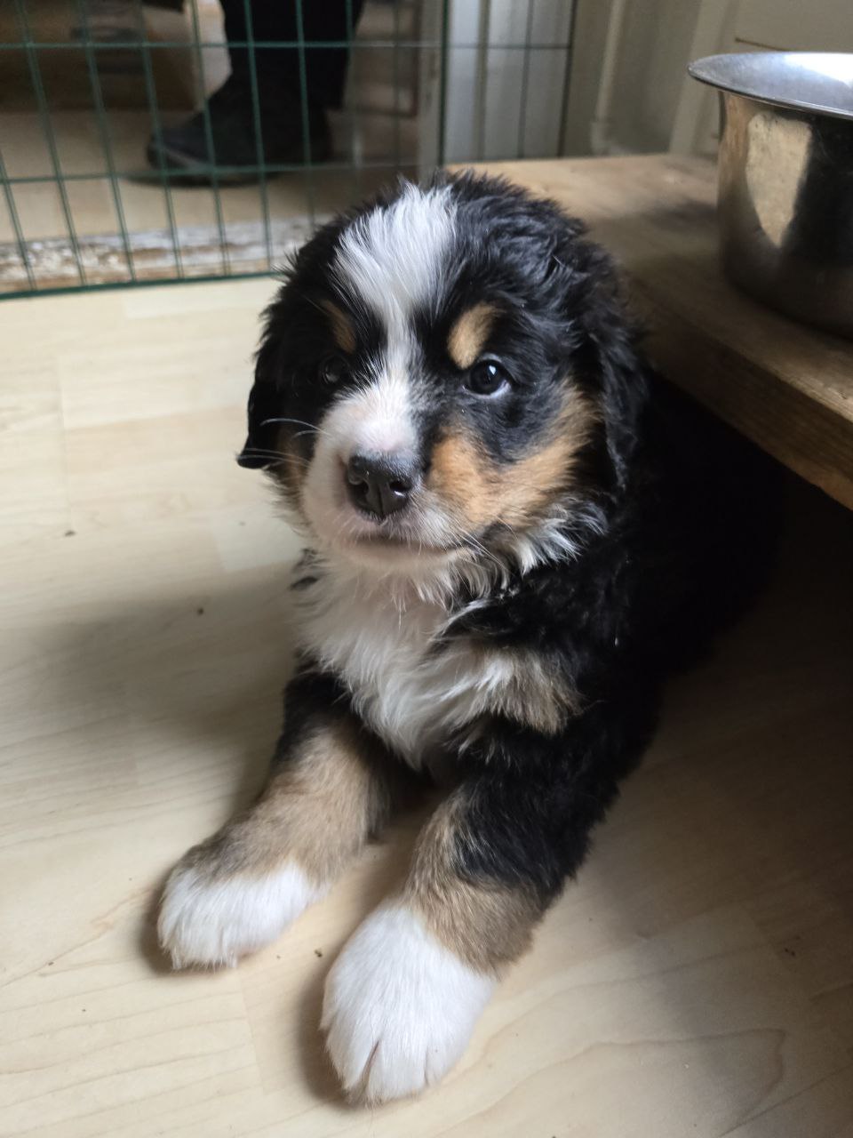 Dog 14