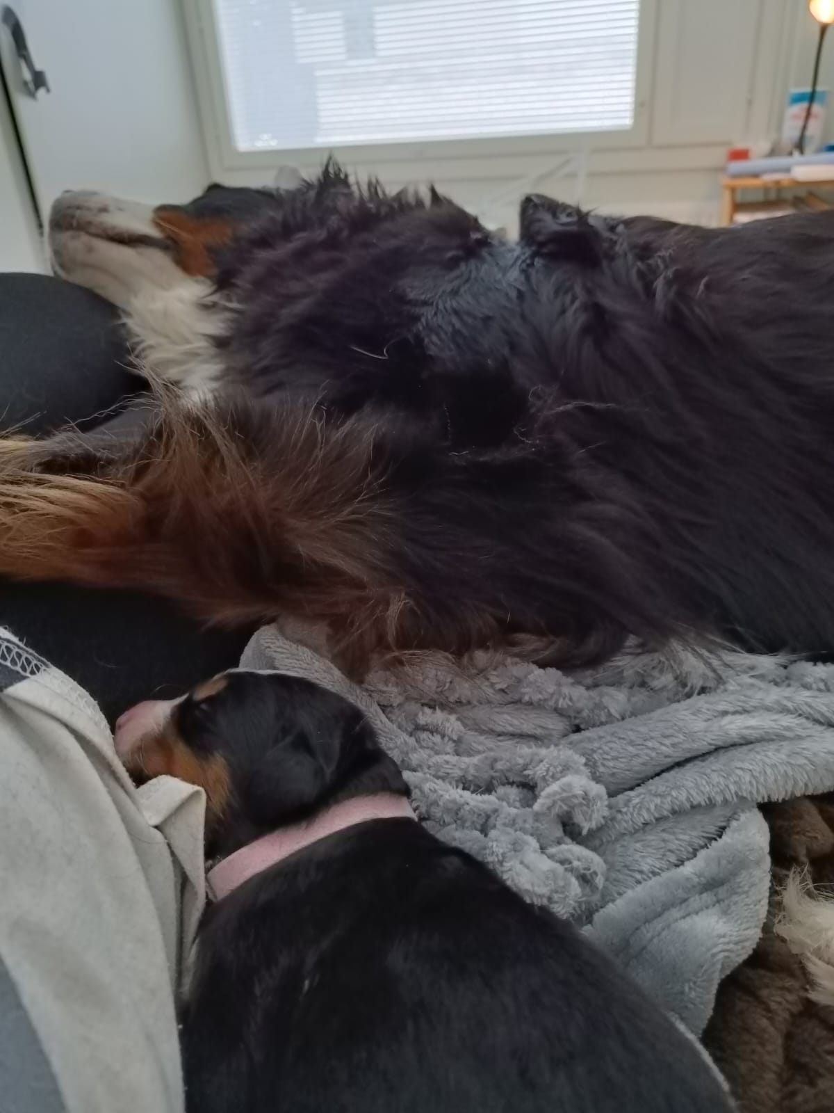 Dog 3