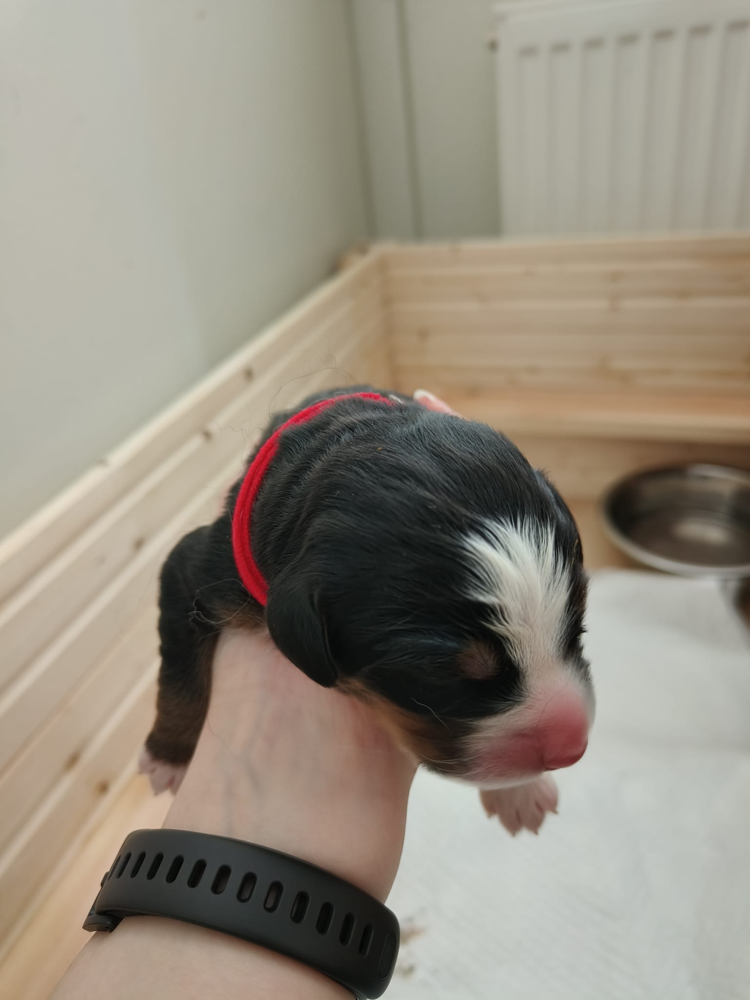 Dog 4
