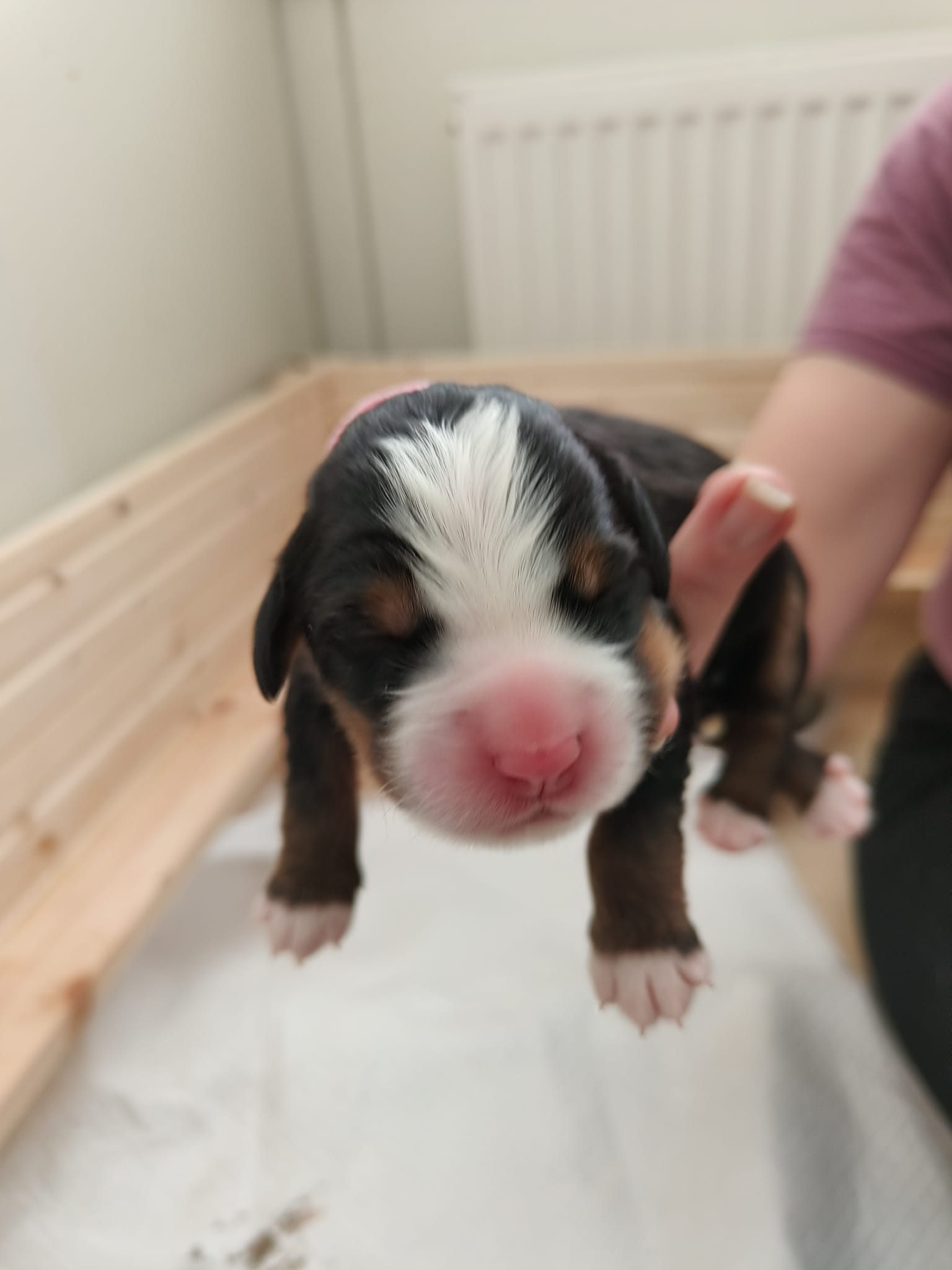 Dog 5