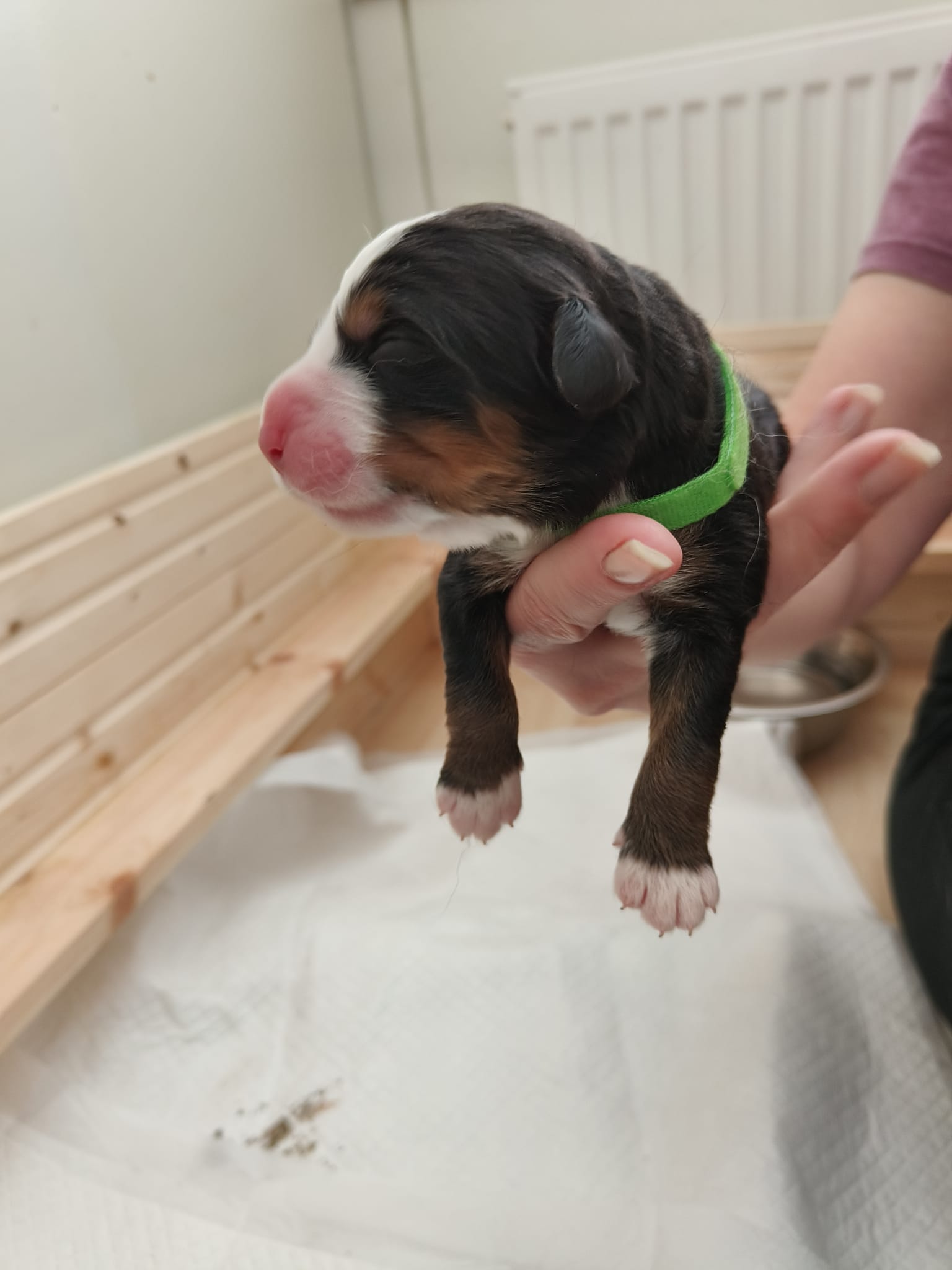 Dog 6