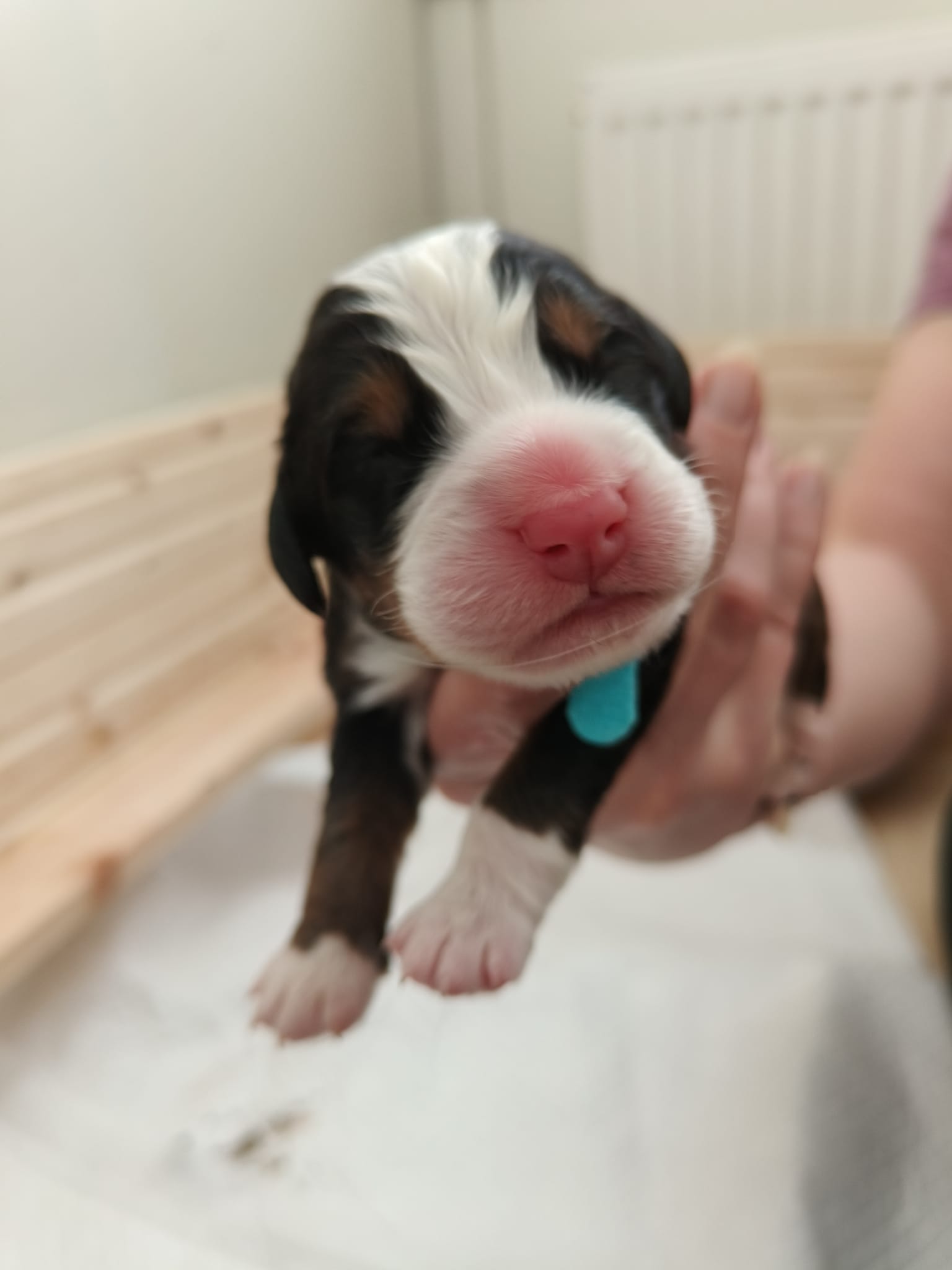 Dog 7