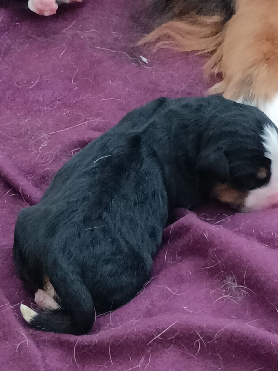 Dog 9